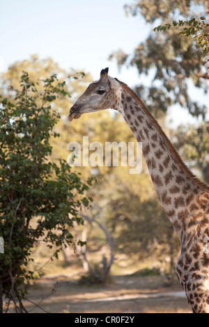 La giraffa su Livingstone Safari gioco, Zambia. Foto Stock