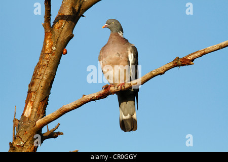 Comune Piccione di legno (Columba palumbus) appollaiato su un ramo, Mar Baltico isola di Fehmarn, Schleswig-Holstein, Germania, Europa Foto Stock