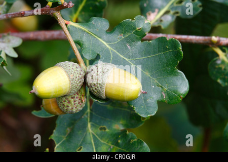 Farnia (Quercus robur), ramoscello con ghiande e foglie, Neunkirchen, Siegerland, Renania settentrionale-Vestfalia, Germania, Europa Foto Stock