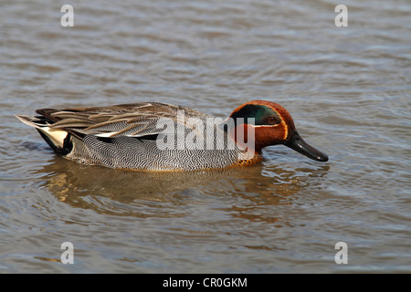 Alzavola anatra (Anas crecca), Drake nuoto, Camargue, Francia, Europa Foto Stock