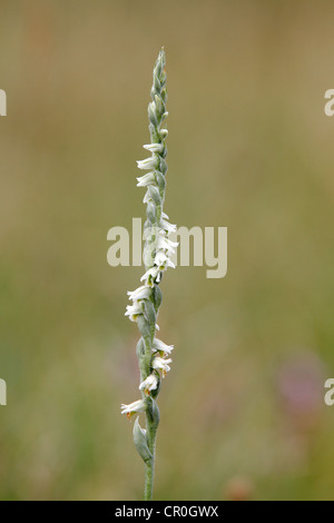 Autunno Lady's-tresses (Spiranthes spiralis), stelo individuale, Hesse, Germania, Europa Foto Stock