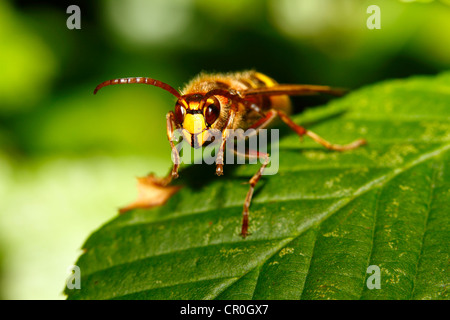 Hornet (Vespa crabro) in appoggio su una foglia, Limburg, Hesse, Germania, Europa Foto Stock