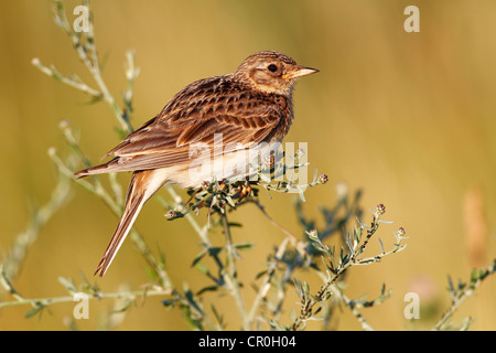 Allodola Alauda (arvense), arroccato su una pianta erbosa, Apetlon, lago di Neusiedl, Burgenland, Austria, Europa Foto Stock