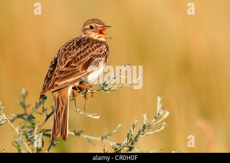 Allodola Alauda (arvense), arroccato su una pianta erbosa, cantando, Apetlon, lago di Neusiedl, Burgenland, Austria, Europa Foto Stock