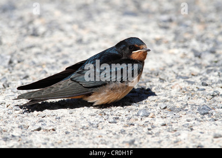 Barn Swallow (Hirundo rustica), fledged giovane seduto a terra, Illmitz, lago di Neusiedl, Burgenland, Austria, Europa Foto Stock