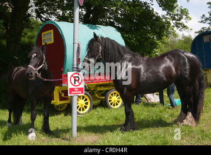 I viaggiatori di montaggio del Appleby Horse Fair  prua tradizionale superiore roulotte e carrozze trainate da cavalli e carri. Foto Stock