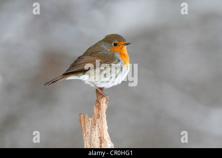 Robin (Erithacus rubecula) sul ceppo di albero in inverno Foto Stock