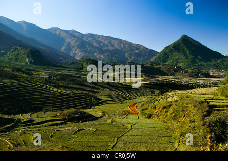 Nuova terrazza, terrazze di riso, riso risoni di Sapa o Sa Pa, Lao Cai provincia, nel Vietnam del Nord, Vietnam, Asia sud-orientale, Asia Foto Stock