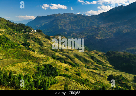Verdi terrazze di riso, riso risoni di Sapa o Sa Pa, Lao Cai provincia, nel Vietnam del Nord, Vietnam, Asia sud-orientale, Asia Foto Stock