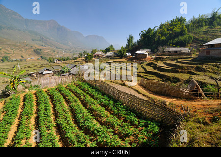 Paesaggio di montagna con la fattoria, campo vegetale, coltivatori di riso, terrazze di riso, riso risoni di Sapa o Sa Pa, Lao Cai provincia Foto Stock