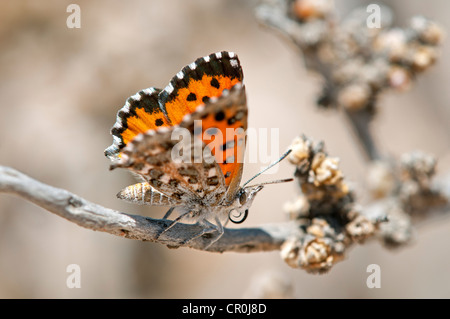 Farfalla della South African specie del genere Aloeides, Knersvlakte, Western Cape, Namaqualand, Sud Africa, Afirca Foto Stock