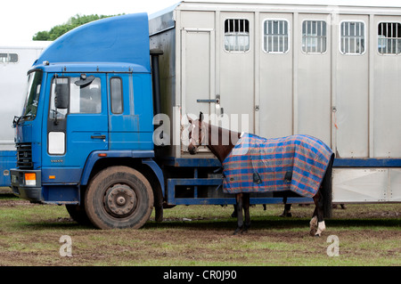 Polo pony legata a un box per cavallo Foto Stock