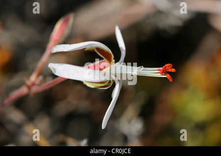 Pelargonium (Pelargonium spinosum), Goegap Riserva Naturale, Namaqualand, Sud Africa e Africa Foto Stock