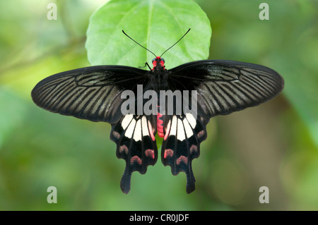 Comune di rose (Pachliopta aristolochiae), farfalle tropicali, Phuket, Thailandia, Sud-est asiatico, in Asia Foto Stock