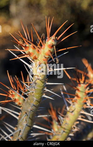 Bushman's candela (Sarcocaulon sp.), Goegap Riserva Naturale, Namaqualand, Sud Africa e Africa Foto Stock