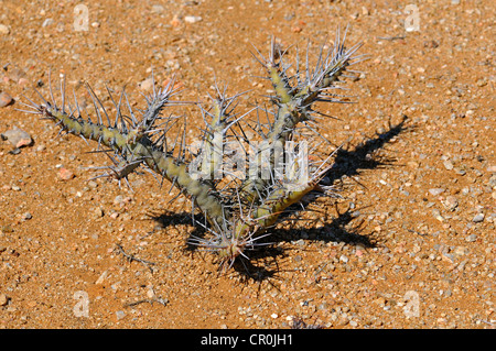 Bushman's candela (Sarcocaulon sp.), Goegap Riserva Naturale, Namaqualand, Sud Africa e Africa Foto Stock