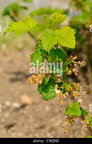 Infiorescenza di ribes rosso (ribes rubrum), Europa Foto Stock