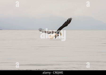 Un aquila volare al di fuori della via navigabile in Alaska con un pesce nella sua talons " guardando il cibo Foto Stock