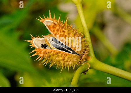 Comune di Thorn Apple, Jimson Weed (Datura stramonium), seme pod, Europa Foto Stock