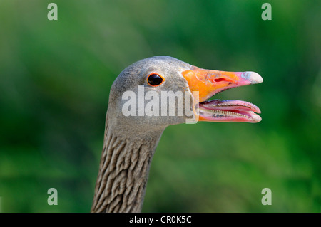Graylag o Graylag goose (Anser anser), ritratto, Camargue, Francia, Europa Foto Stock