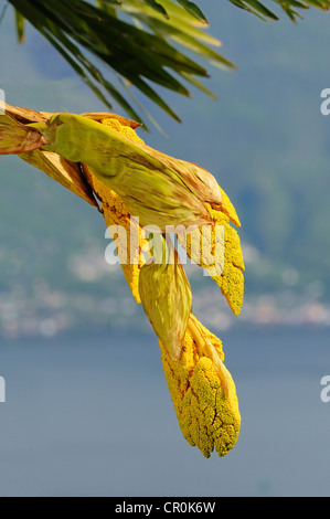 Orecchie di un mulino a vento di Palm o il cinese Windmill Palm (trachycarpus fortunei), Ronco, Ticino, Svizzera, Europa Foto Stock