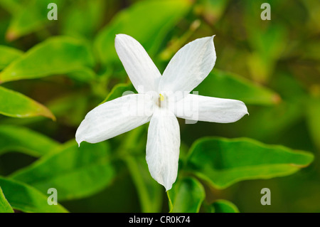 Gelsomino comune (Jasminum officinale), fioritura Foto Stock