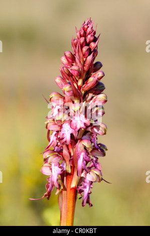 Orchidea gigante (Himantoglossum robertianum, precedentemente Barlia robertiana), Pyrénées-Orientales, Francia, Europa Foto Stock