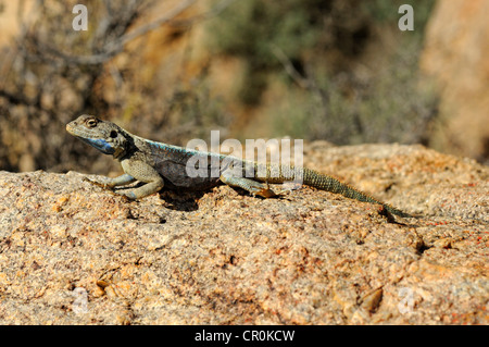 Southern Rock o Knobel la AGAMA SA (AGAMA SA atra knobeli), maschio, Goegap Riserva Naturale, Namaqualand, Sud Africa e Africa Foto Stock