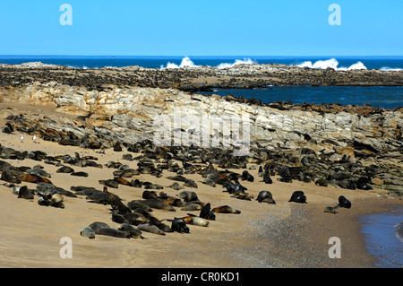 Brown pelliccia sigillo, Capo pelliccia sigillo o South African pelliccia sigillo (Arctocephalus pusillus), colonia sulla costa del Sud Atlantico Foto Stock