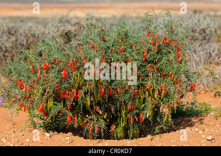 Pisello di palloncino o cancro Bush (Sutherlandia frutescens), Namaqualand, Sud Africa e Africa Foto Stock