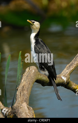 Poco Pied cormorano (Phalacrocorax melanoleucos) appollaiato su un ramo Foto Stock