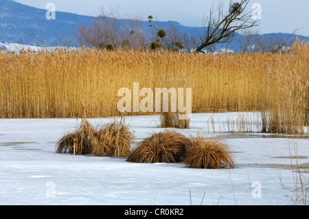 Nastro a lamelle vicino al gelido riva del lago sul lago di Neuchâtel vicino a Yverdon-les-Bains, Pays de canton Vaud, Svizzera, Europa Foto Stock