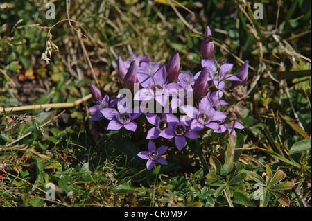 Chiltern genziana (Gentianella germanica), Untersberg, Groedig, Salisburgo, Austria, Europa Foto Stock