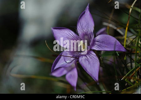 Chiltern genziana (Gentianella germanica), Untersberg, Groedig, Salisburgo, Austria, Europa Foto Stock