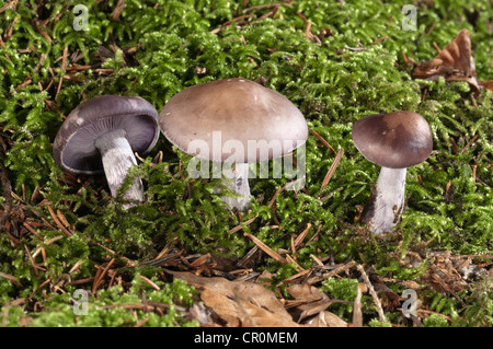 Legno (Blewit Lepista nuda), Untergroeningen, Baden-Wuerttemberg, Germania, Europa Foto Stock