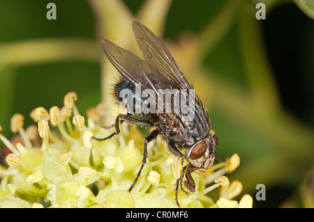 Mosca carnaria (Calliphora sp.), su un fiore di edera, Untergroeningen, Baden-Wuerttemberg, Germania, Europa Foto Stock