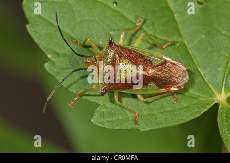 Biancospino bug di protezione (Acanthosoma haemorrhoidale), Untergroeningen, Baden-Wuerttemberg, Germania, Europa Foto Stock