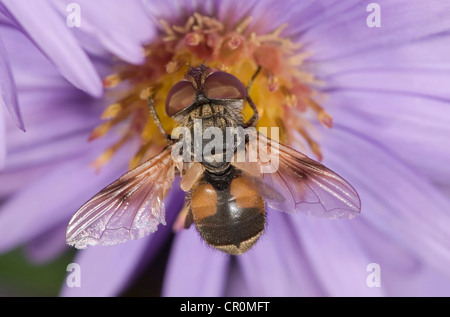 Tachinid fly (Ectophasia crassipennis), si nutrono di nettare in autunno Aster (Aster sp.), Untergroeningen, Baden-Wuerttemberg Foto Stock