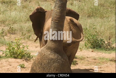 Elephant graffiare contro doum Palm tree Foto Stock