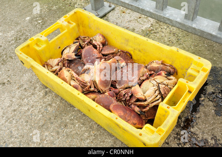 Granchio di mare Cancer pagurus, Irlanda Mare, Rathmullan, Donegal, Irlanda Foto Stock