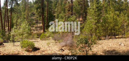 Panorama, pini ponderosa e cielo blu, Shevlin Park, Oregon centrale Foto Stock