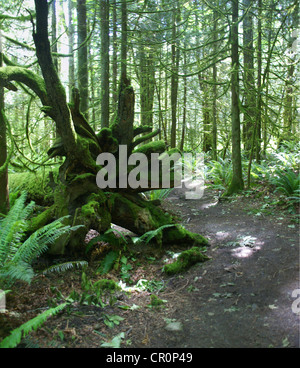 Enorme sradicate cedar moncone e radici, coperte di muschio, Tiger Mountain, Pacific Northwest Foto Stock