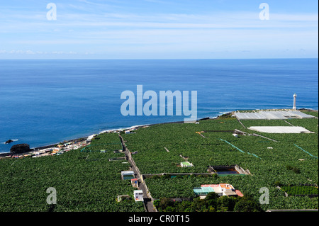 Piantagione di banane nei pressi de La bombilla, La Palma Isole Canarie Spagna, Europa PublicGround Foto Stock