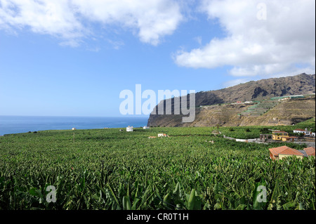 Piantagioni di banane della costa vicino a Tazacorte, La Palma Isole Canarie Spagna, Europa PublicGround Foto Stock