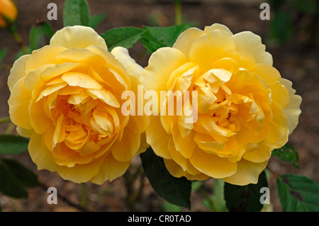 Rose giallo (Rosa), varietà " Graham Thomas', fiori Foto Stock