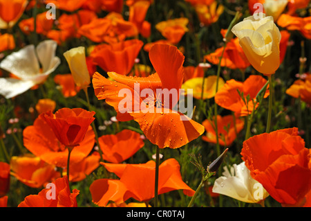 Fioritura Islanda papavero (Papaver nudicaule) con gocce di pioggia Foto Stock