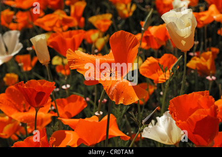 Fioritura Islanda papavero (Papaver nudicaule) con gocce di pioggia Foto Stock