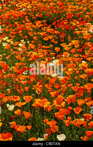 Fioritura Islanda papavero (Papaver nudicaule) con gocce di pioggia Foto Stock