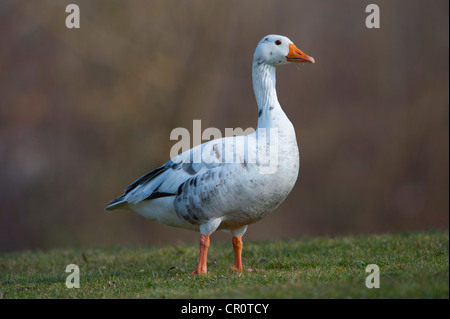 Ibrido tra Graylag o Graylag goose (Anser anser) e nazionali d'oca, Stoccarda, Baden-Wuerttemberg, Germania, Europa Foto Stock