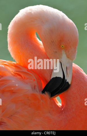 Flamingo cileni (Phoenicopterus chilensis), preening Foto Stock